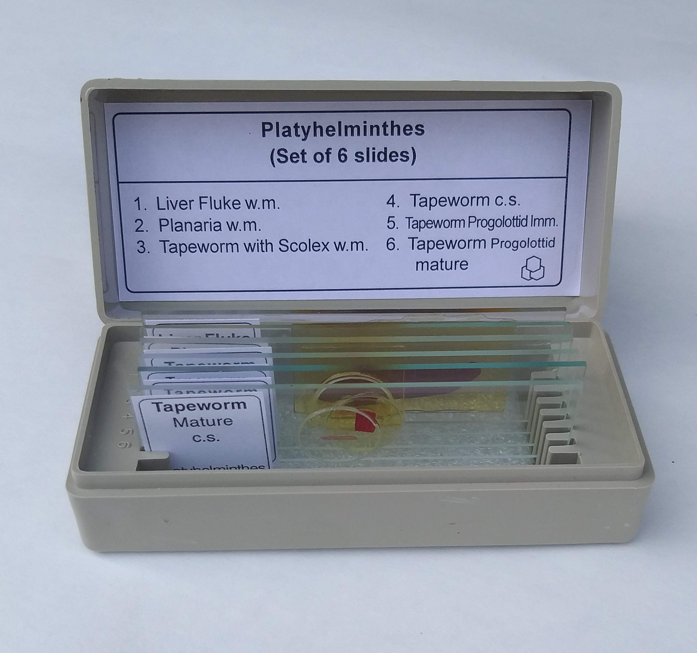 AIM Platyhelminthes Slides (set of 6)-picture-25