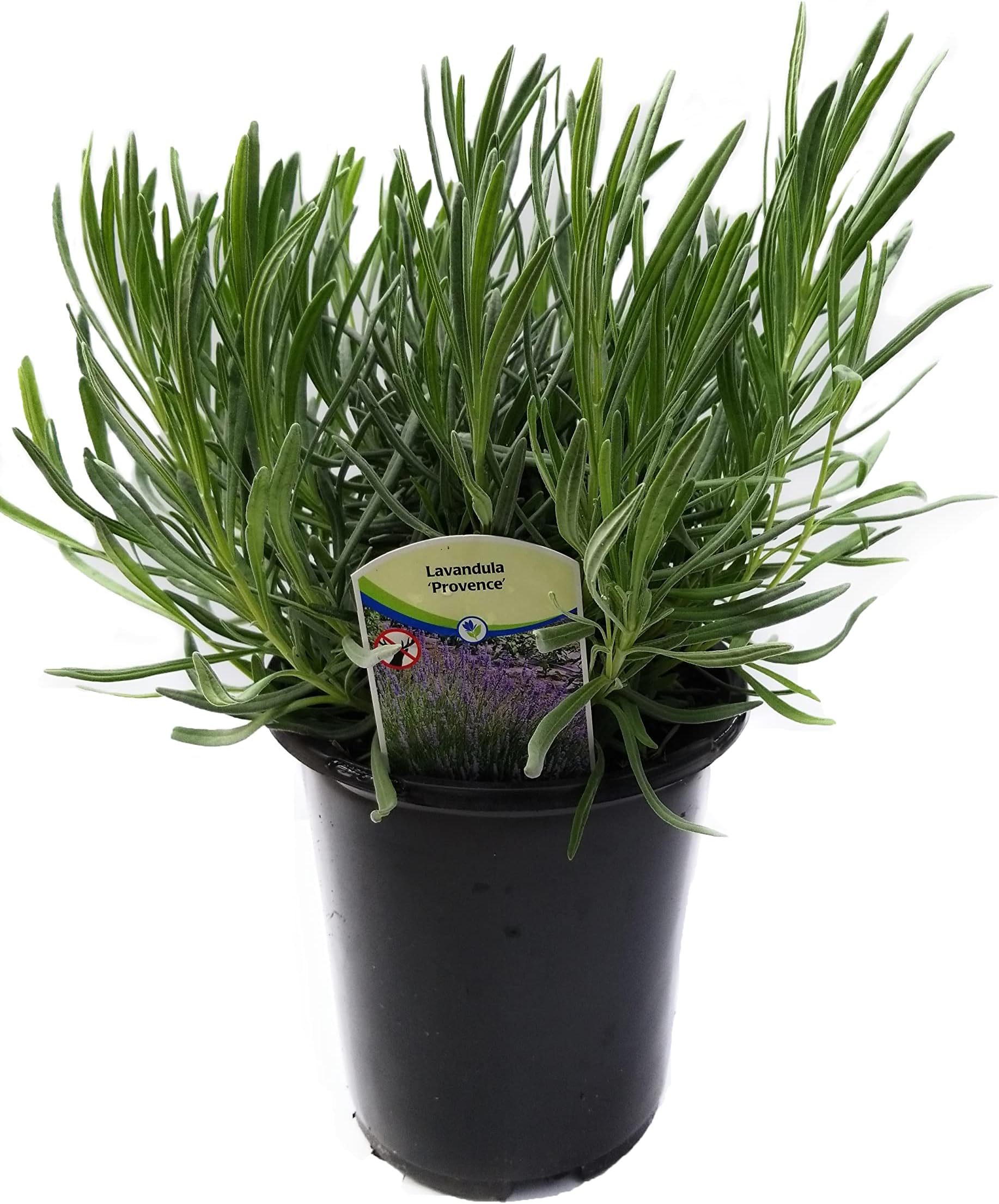 L+ Findlavender Provence Lavender – 1 Live Evergreen Plant in 2.5QT Pot – Fragrant Blue Flowers – Hardy, Aromatic & Perfect for Garden Décor or Year-Round Greenery