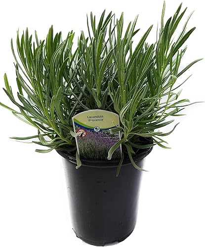 L+ Findlavender Provence Lavender - 1 planta de hoja perenne viva en maceta de 2.5 cuartos de galón, flores azules fragantes, resistente, aromática