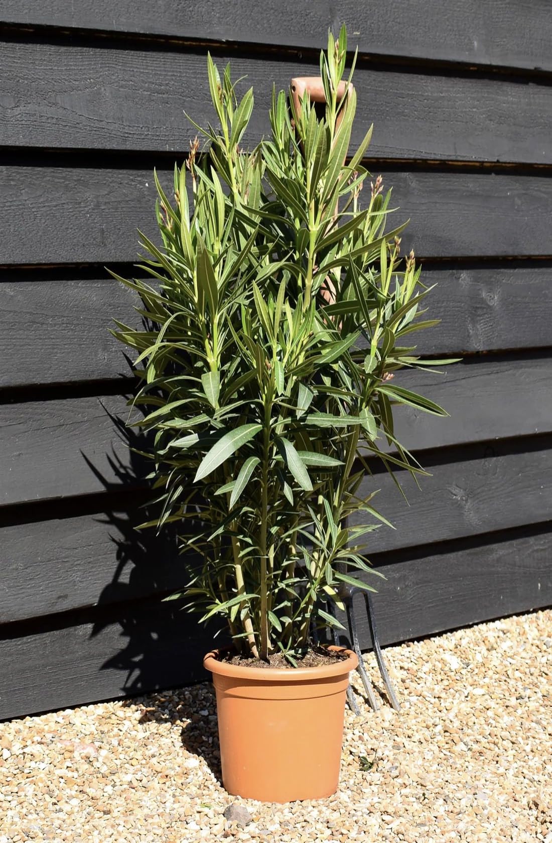 Oleandro a cespuglio Giallo "Nerium Oleander" pianta in vaso ø24 cm h. 100/150 cm Vivaio di Castelletto