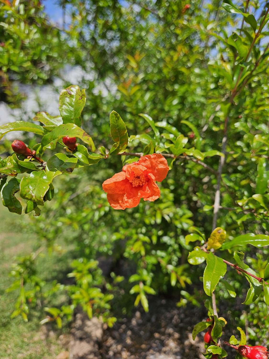 Salavatski Hardy Pomegranate Tree, Live Plant in 6 inch Pot