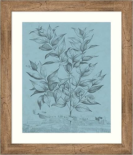Amanti Art Framed Wall Art Print 28x24 Botanical on Teal I by Vision Studio, Nature Wall Art, Vintage Decor, Medium Poster Painting Artwork for