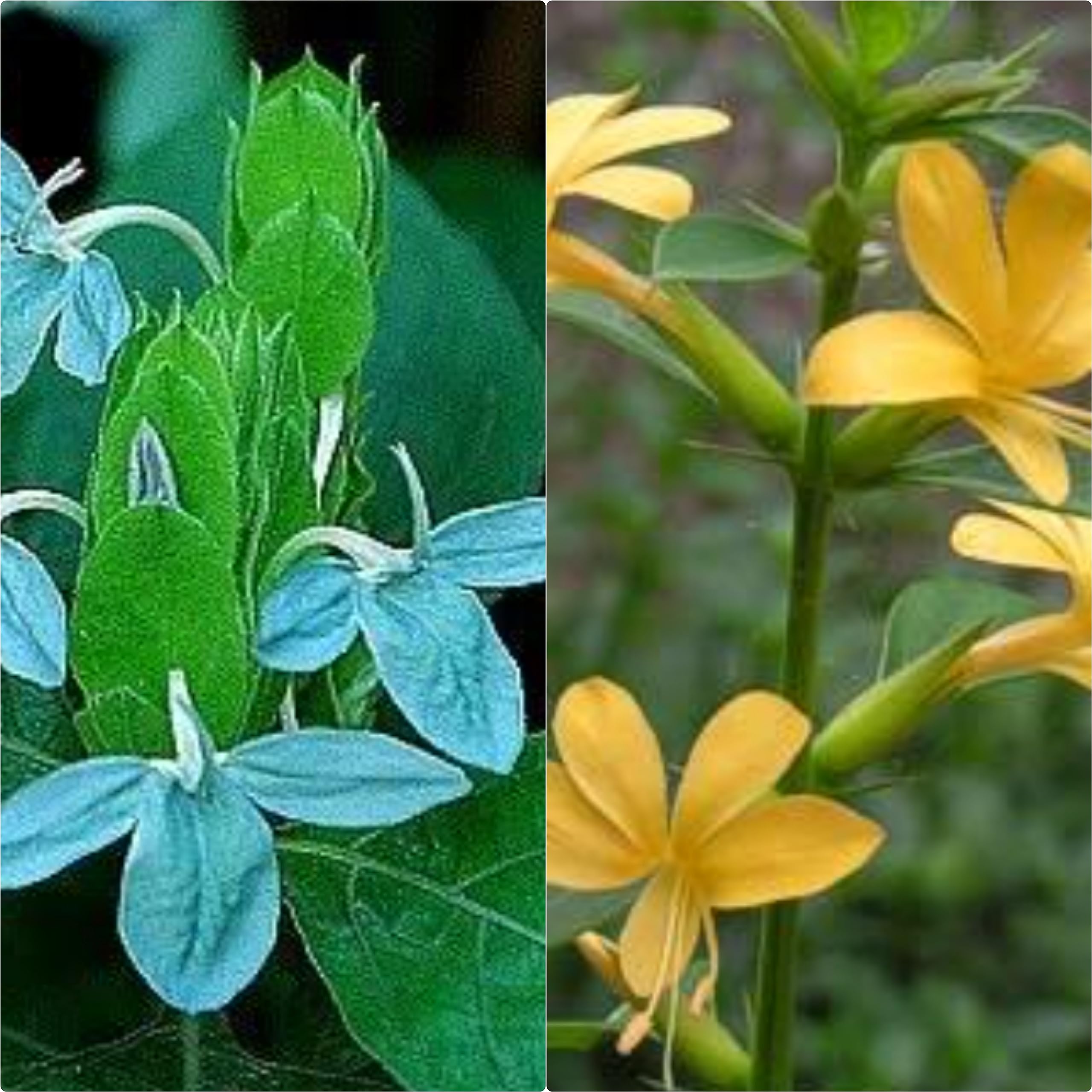 yellow barleria Green crossandra(set of 2) flowering live plant (B0CH4TYK9N) Amazon Price History, Amazon Price Tracker