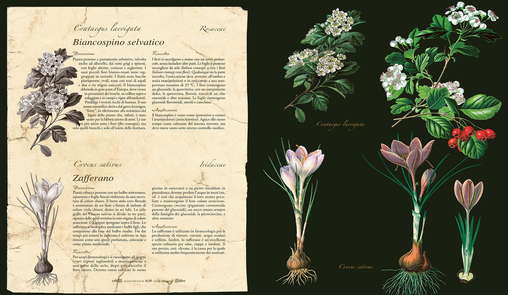 Atlante illustrato delle piante medicinali e curative
