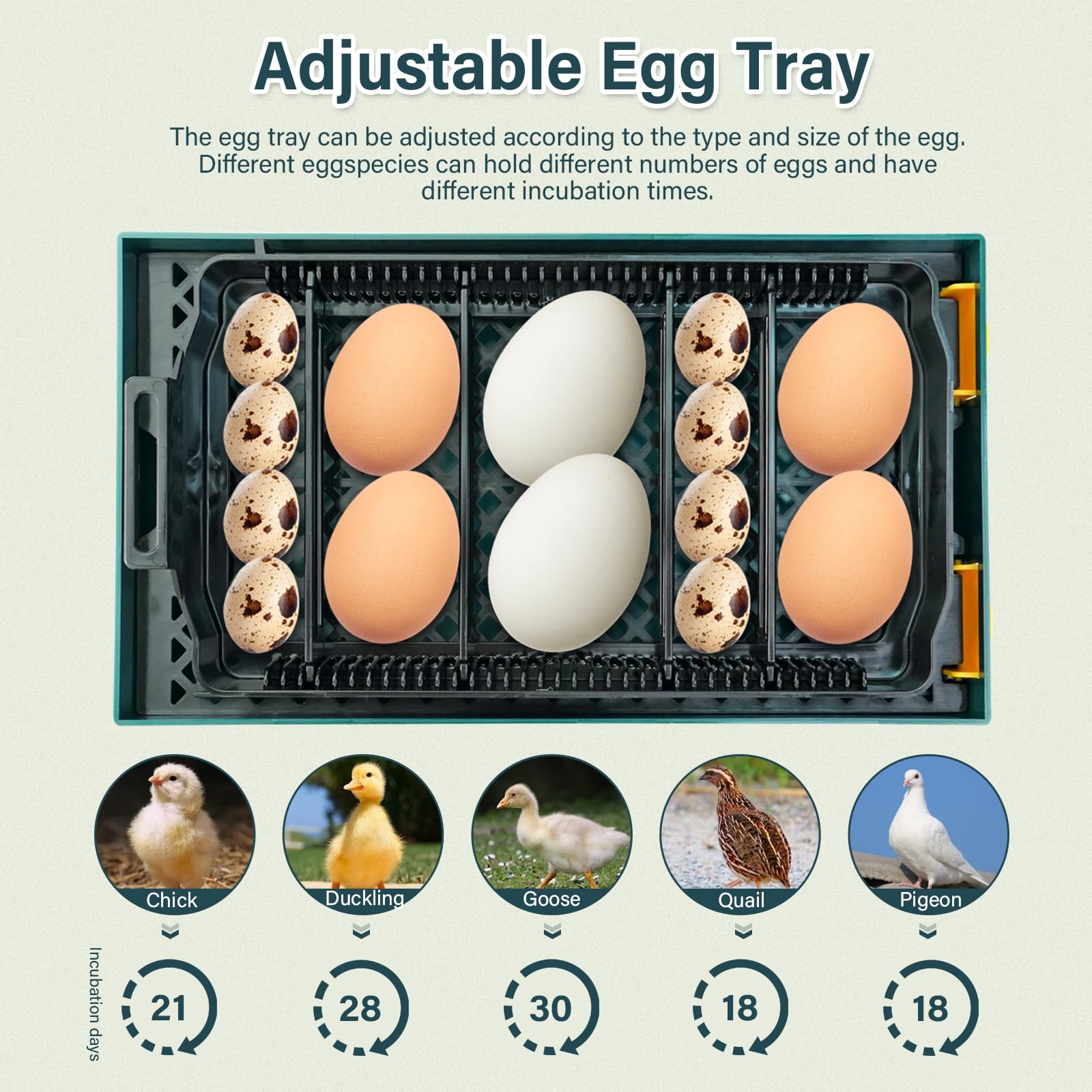 10-20 uova incubatore, incubatori per uova da cova, paletta automatica con regolazione della temperatura Uova-mandler incubatori intelligenti di pollo per pollame schiudere pollo quaglia
