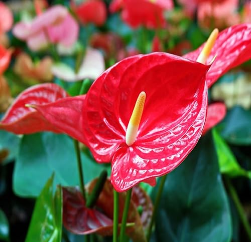 Miniatura 4 de Summer Special - Planta de anturio rojo hawaiano de 6 a 10 pulgadas en una maceta de 2 pulgadas