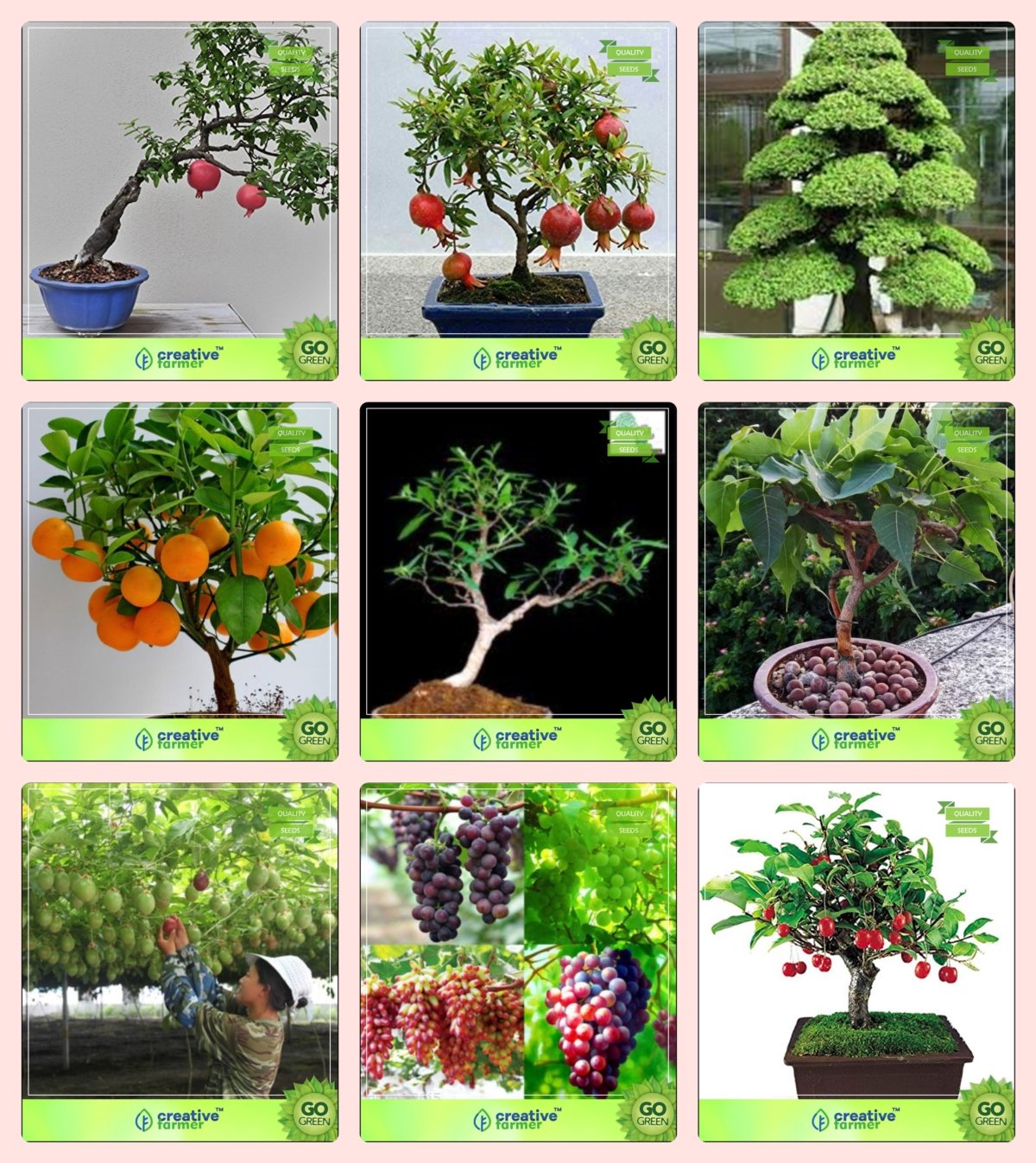 Creative Farmer Bonsai Suitable Seeds : Air Purifyinging Plant Combo Pomagranate, Pomagranate Nana, Cryptomaria Japonica, Orangeterminalia Arjuna,Ficus Religiosa,Passion Fruit - and Others -2 Packs (B076M99P2T) Amazon Price History, Amazon Price Tracker