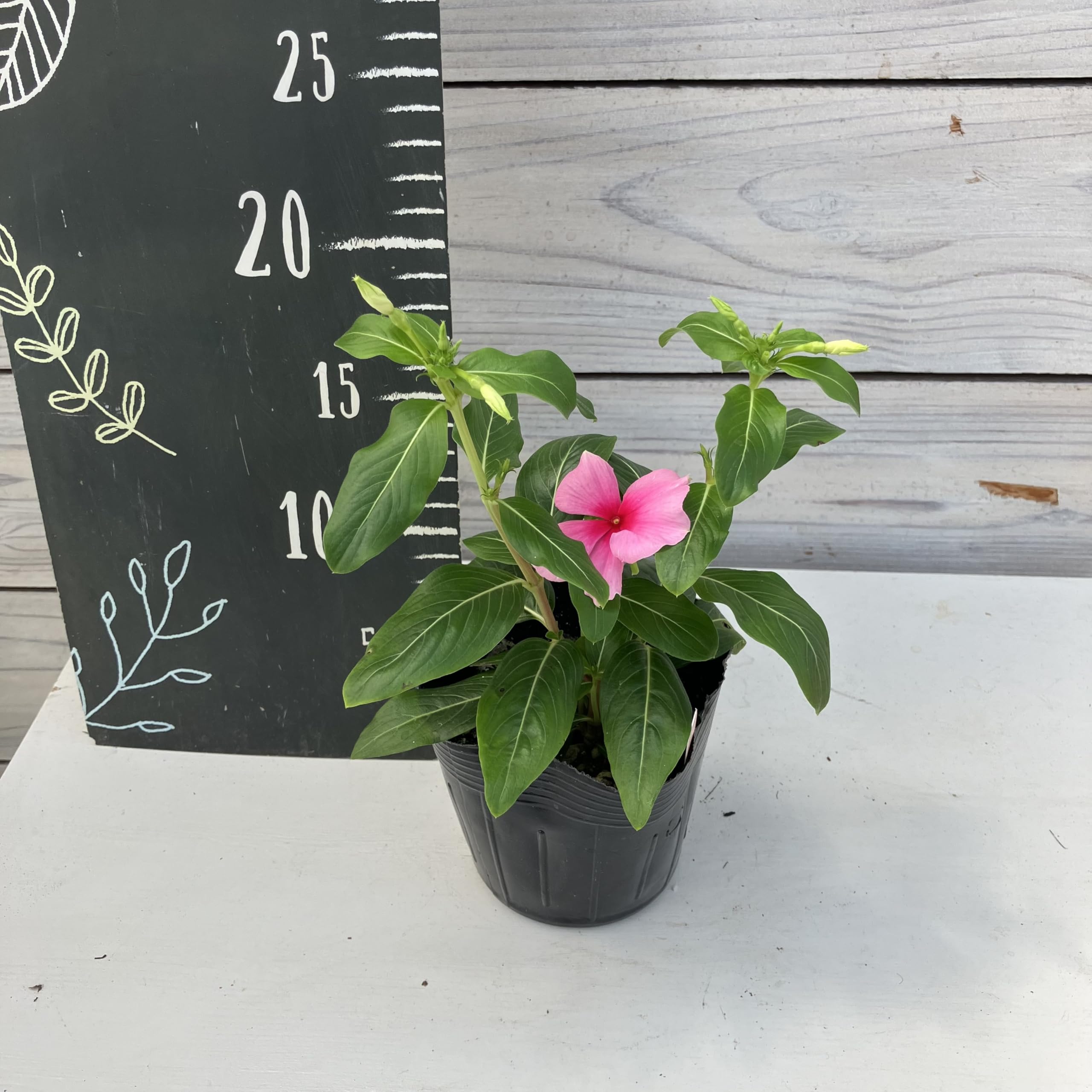Amazon | ニチニチソウ 花苗 3.5寸 華やか2種2株セット