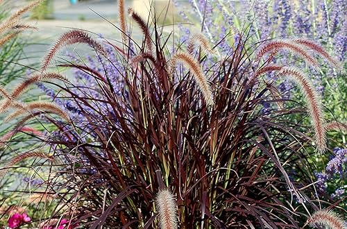 Miniatura 2 de Hierba de fuente roja  3 plantas vivas  Pennisetum Setaceum Rubrum  Hierba ornamental floreciente