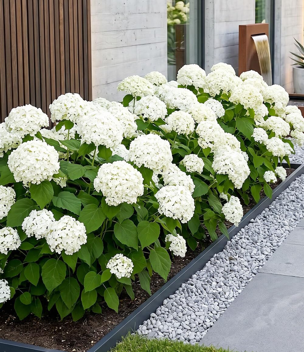 BALDUR Garten 10x Schneeball-Hortensie Annabelle; Pflanzen im 9x9 cm-Topf, | Gartenhortensie winterhart & pflegeleicht, Hydrangea arborescens, blühend, großblumige Freiland-Hortensie