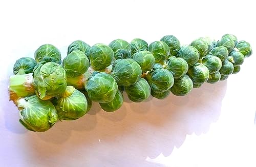 Miniatura 5 de Seeds Brussels Sprouts Cabbage Long Green Vegetable for Planting Heirloom Non GMO