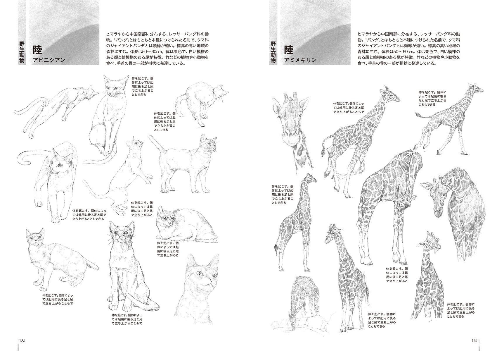 動物ポーズ集 150種の動物の形 動きがわかる 前田 和子 本 通販 Amazon