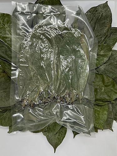 Miniatura 5 de EverLeaf Ceylon Más de 100 hojas de guanábana secas orgánicas, graviola cultivadas naturalmente - Hojas de té de guanábana