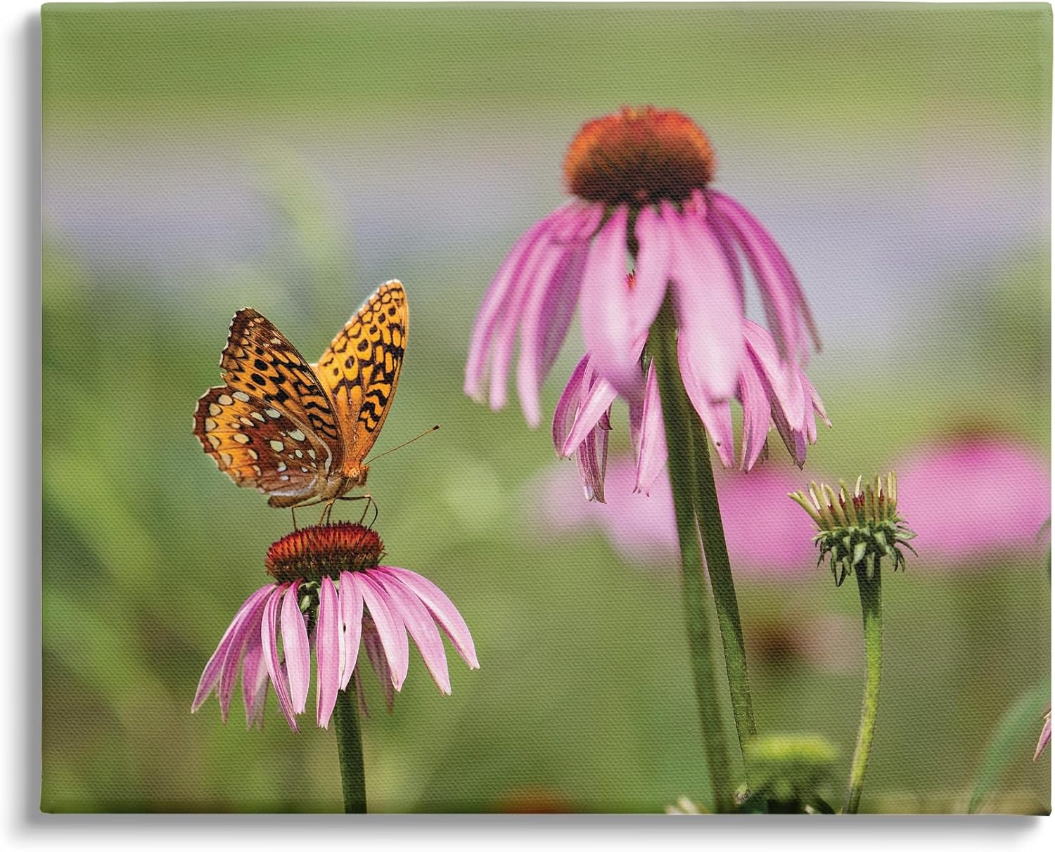 Stupell Industries Butterfly on Purple Flower Canvas Wall Art by Karen Burke