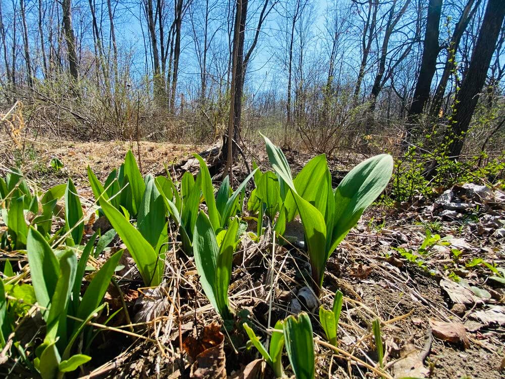 100 Ramp Bulbs Wild Leek Live Plants Bulbs Roots Perennials for Planting Patio