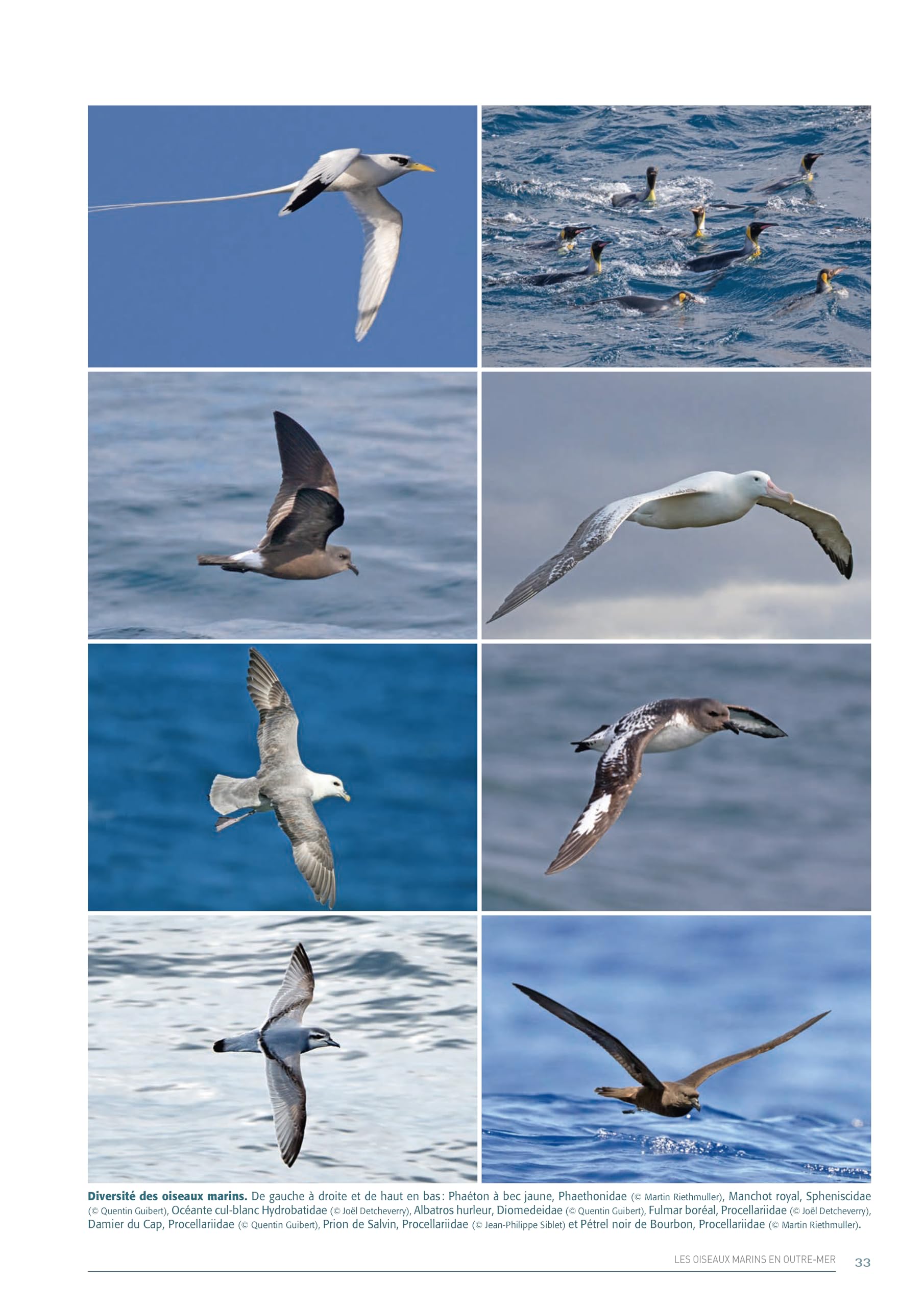 Atlas des Oiseaux marins nicheurs des territoires français d'Outre-mer