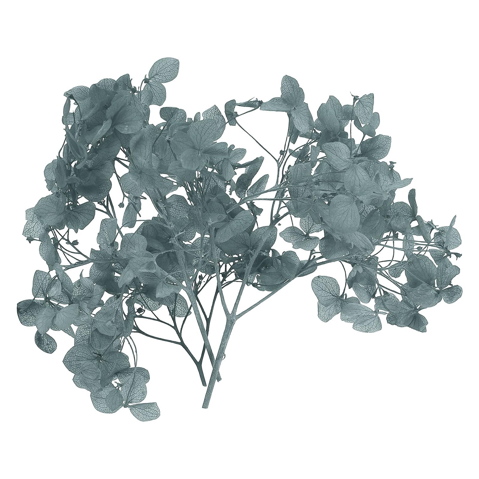 PATIKIL Dried Hydrangea Flower, 10g Natural Pressed Flowers Real Hydrangeas Petals for DIY Resin Crafts Card Floral Gift Candle Making Decor, Gray