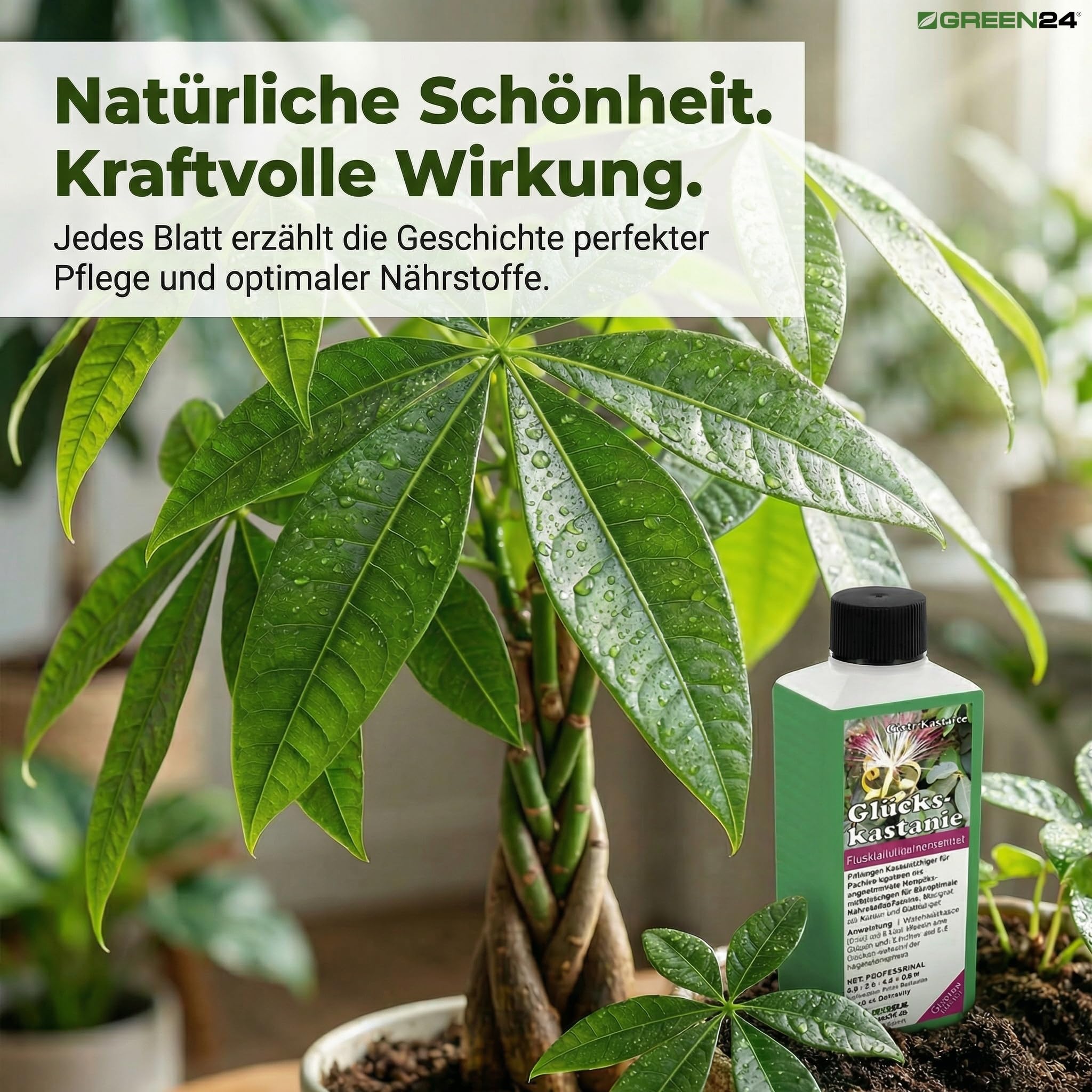 kaktus in normale erde Green Home Kakteen Erde & Sukkulentenerde main image 0
