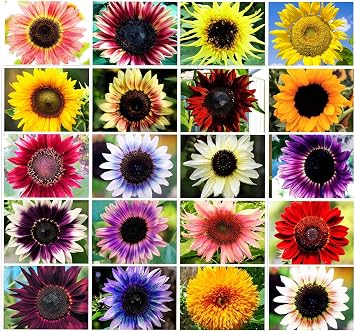 100 Pcs Heirloom Sunflower Seed Mix Color of Pink Purple Red Yellow Mix of Giant Dwarf Varieties Bonsai - Plant for Office Home Garden Yard Decor