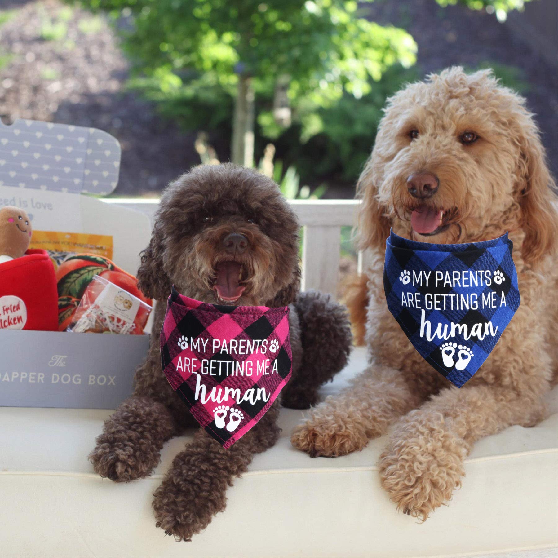 STMK Bandana pour chien « My Parents are Getting Me A Human » - Annonce de grossesse - Bandana pour chien - Annonce du sexe de bébé - Accessoire photo pour chien (bleu et rose)
