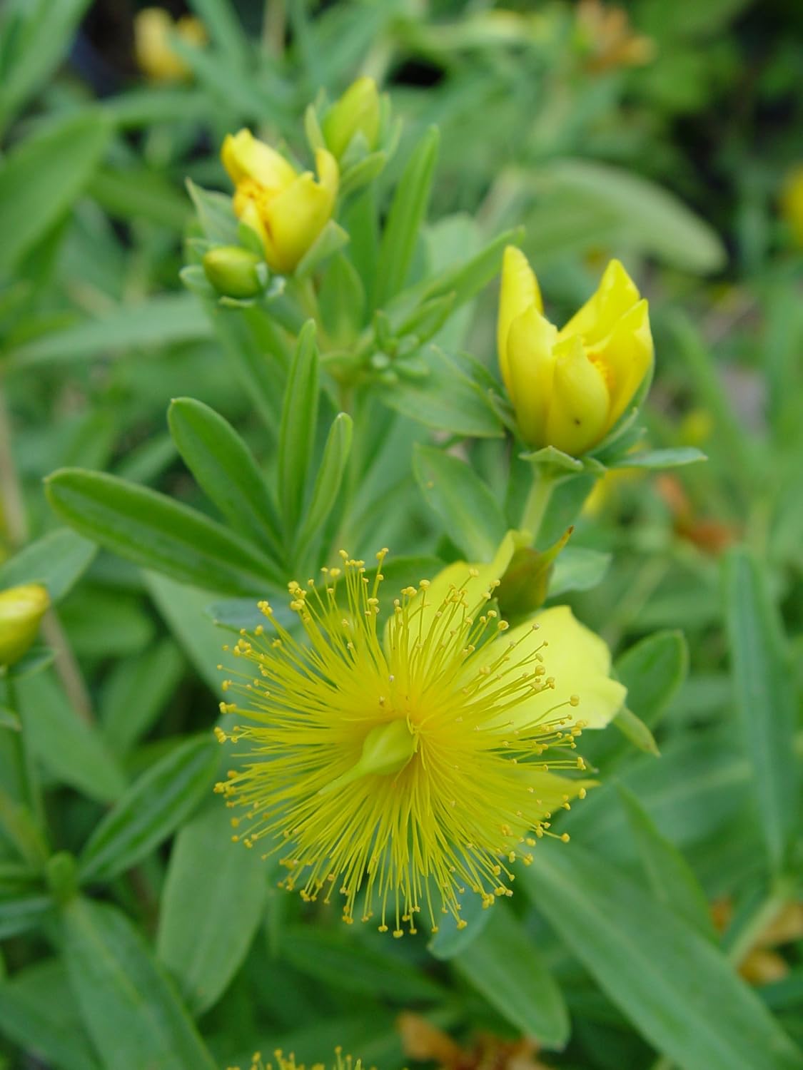 Hypericum frondosum 'Sunburst' (St. Johns Wort) Shrub, yellow flowers, #3 - Size Container