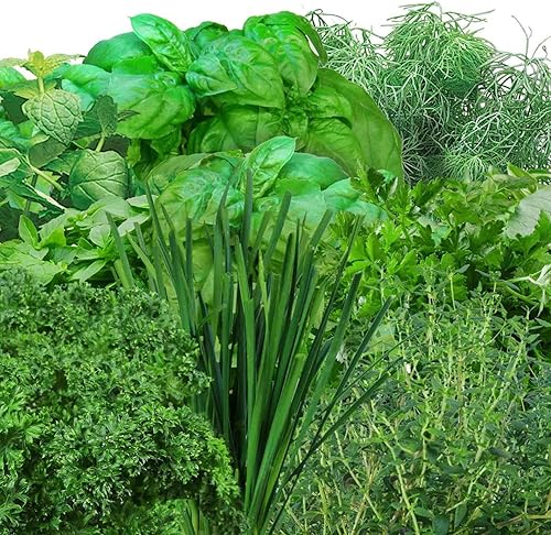 Miniatura 3 de Kit de semillas de hierbas gourmet AeroGarden Miracle-Gro