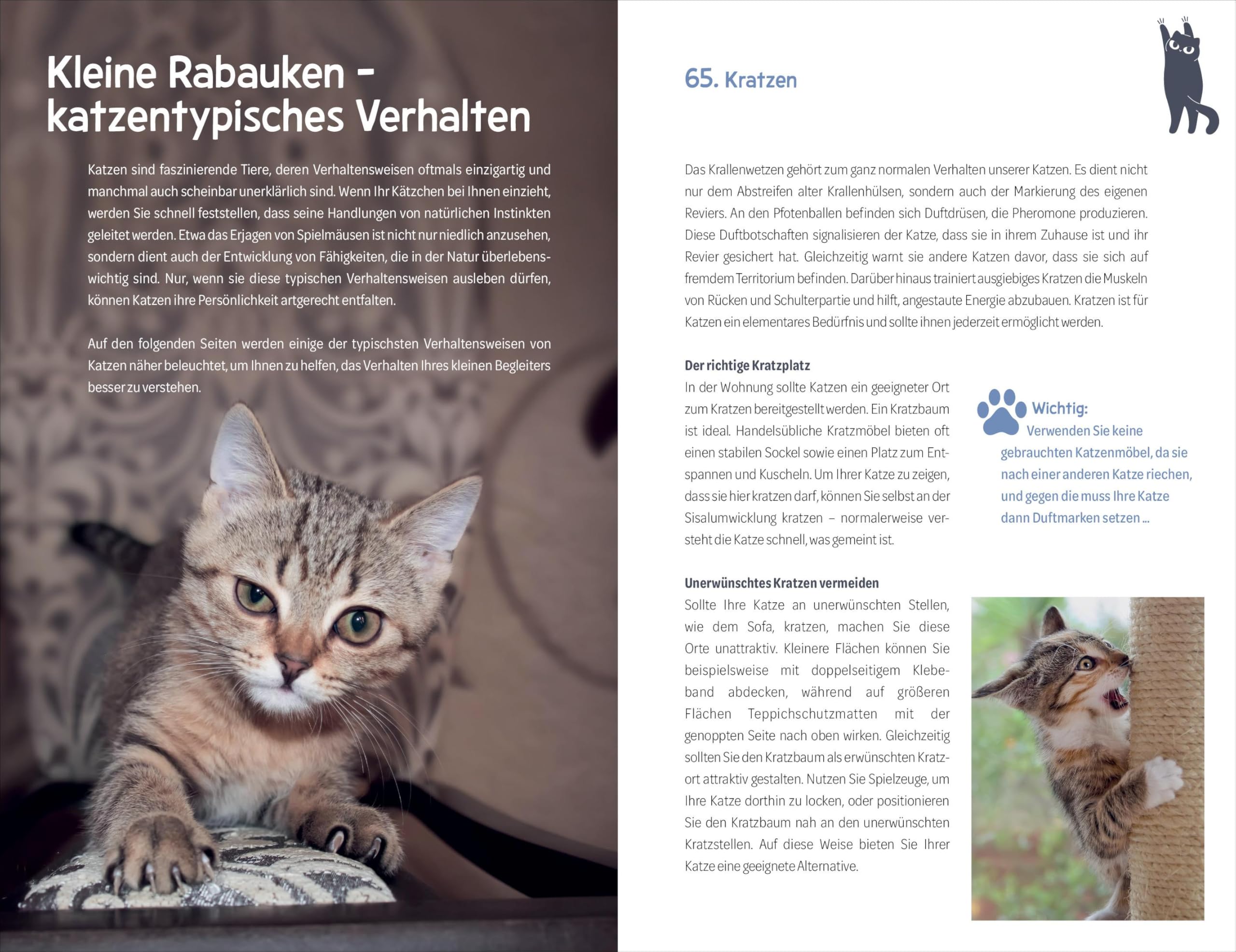 101 Dinge, die man wissen muss, wenn ein Katzenbaby einzieht - Katzenbaby Tipps & Ratgeber Katze: Katzenbaby Ratgeber: Tipps für die richtige Pflege und den perfekten Katzenbedarf!