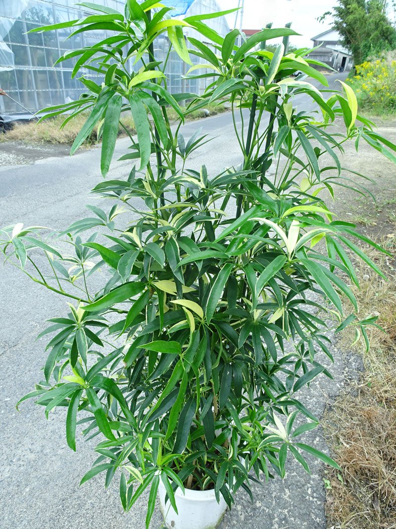 細葉が魅力 希少な斑入り シェフレラアンガスティフォリア 観葉植物 大型 室内 細葉が魅力 希少な斑入り シェフレラアンガスティフォリア 観葉植物