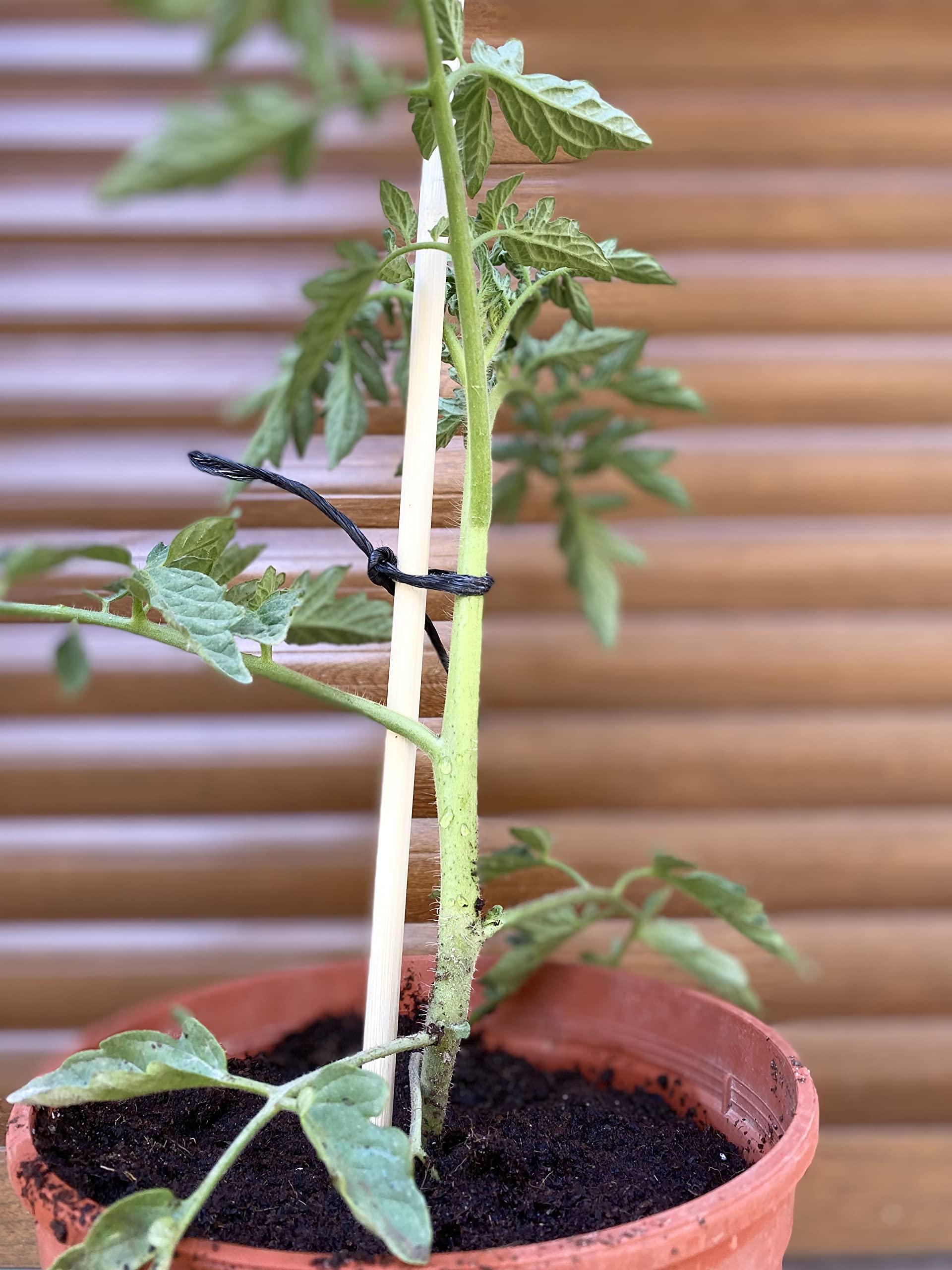 Mendi 40 Tutor Varilla de Bambu de 70 cm y 8 mm diámetro para Plantas, jardineria, Huerta...