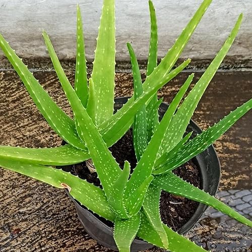 Miniatura 7 de Planta viva de aloe vera de aloe vera para plantar en maceta tamaño 2  Planta Aleo vibrante de bajo mantenimiento para patio, balcón y espacios