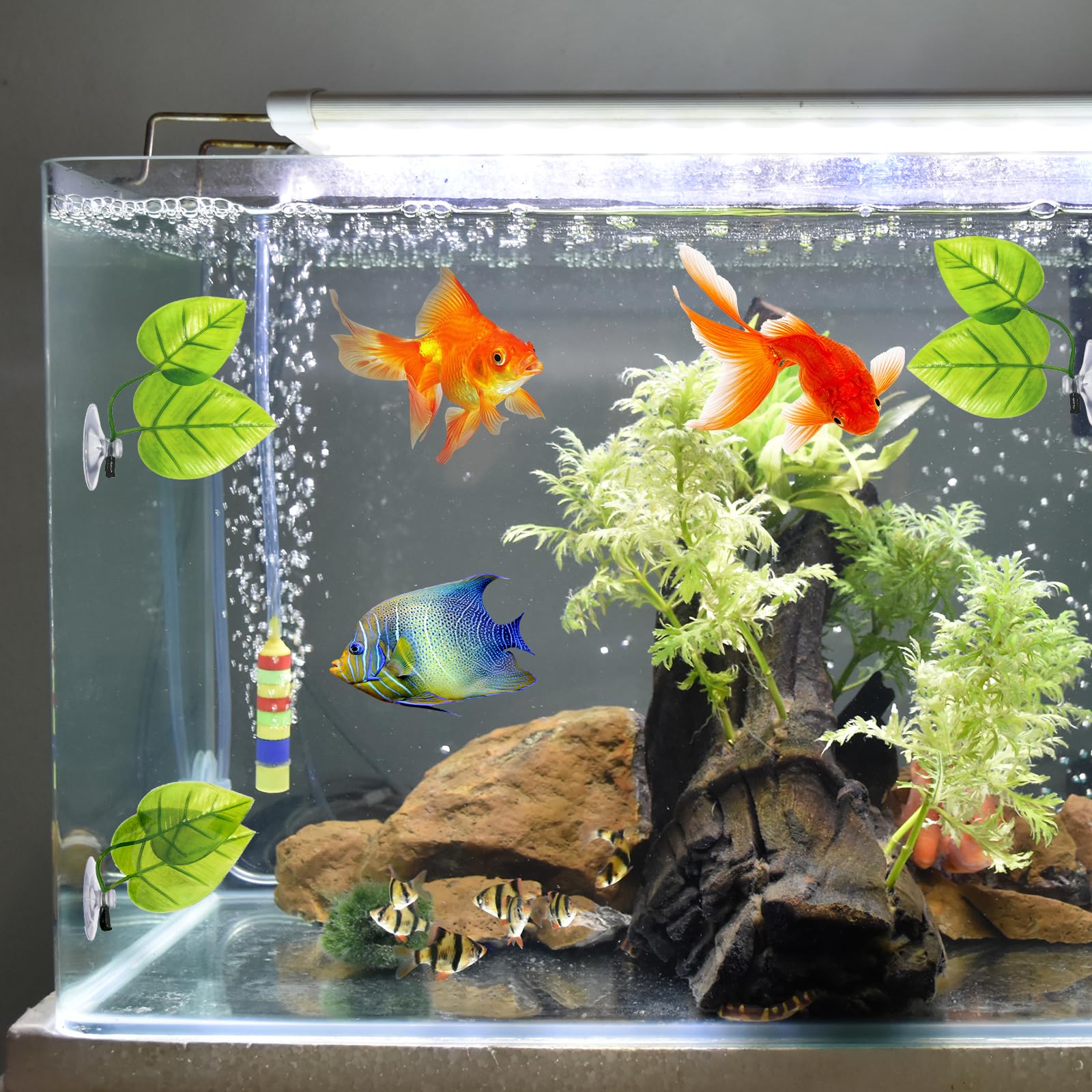 Planted Tank Ideas Natural Betta Fish Tank The Best Betta Fish