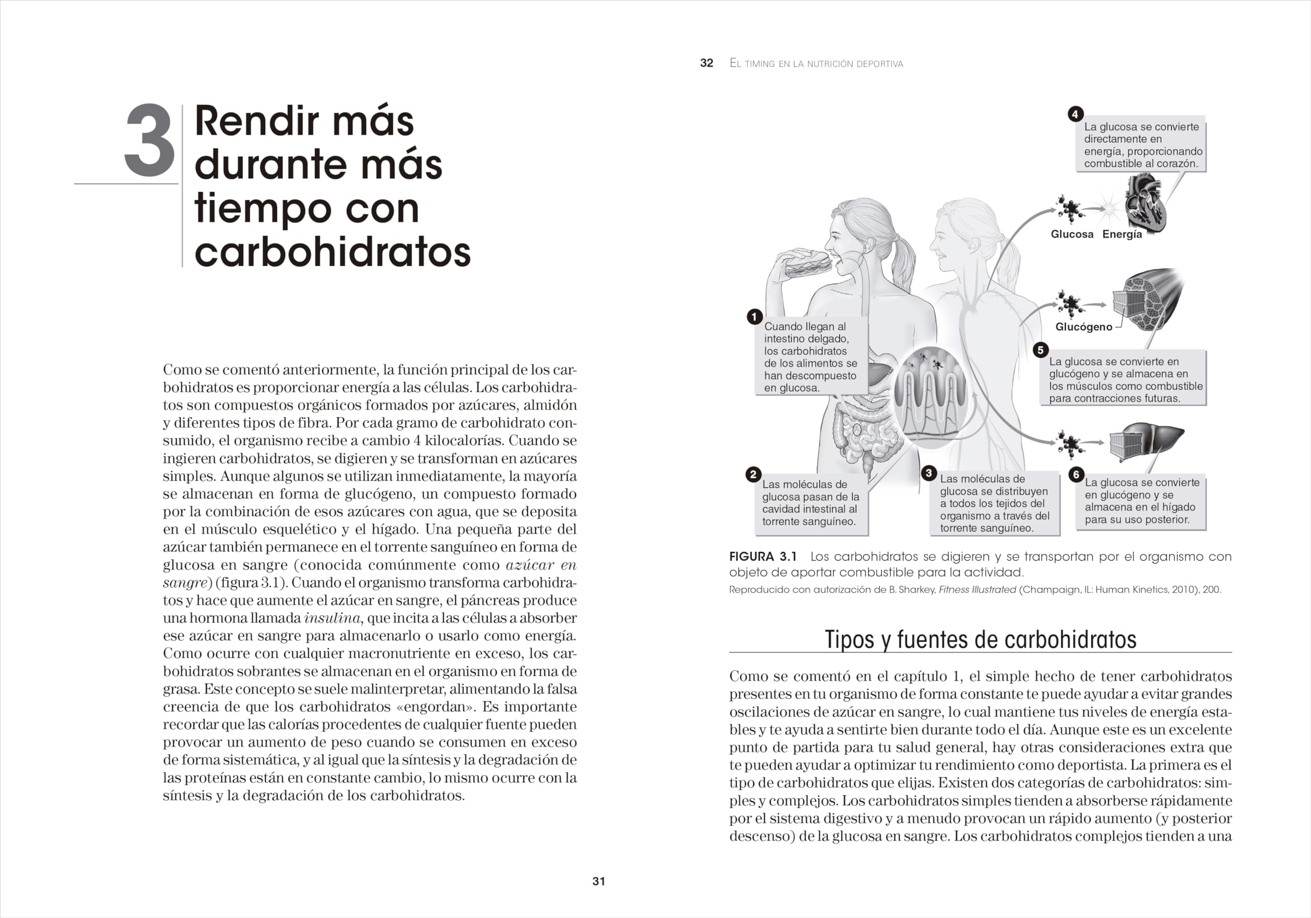 El Timing en la nutrición deportiva: Estrategias nutricionales para alcanzar el máximo rendimiento (DEPORTES)