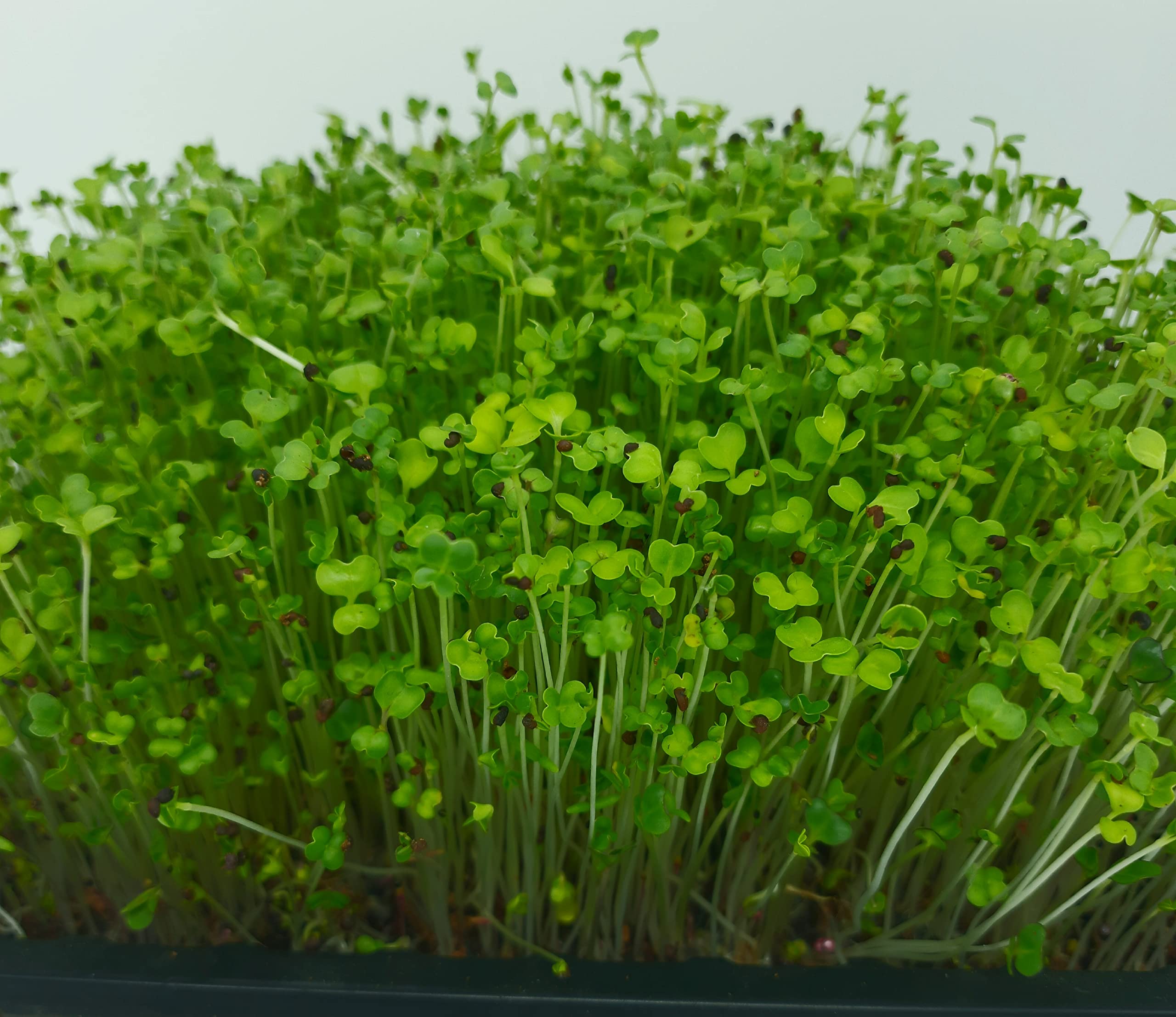BOSI Leaf Superfood Microgreen Seeds Mix | Heirloom Non GMO [Broccoli ,Cabbage, Pak Choi ,Turnip, China Mustard ] Best Germination for Sure 200g,Brown(BLAZMS6V10021KG) (B09CQ611RL) Amazon Price History, Amazon Price Tracker