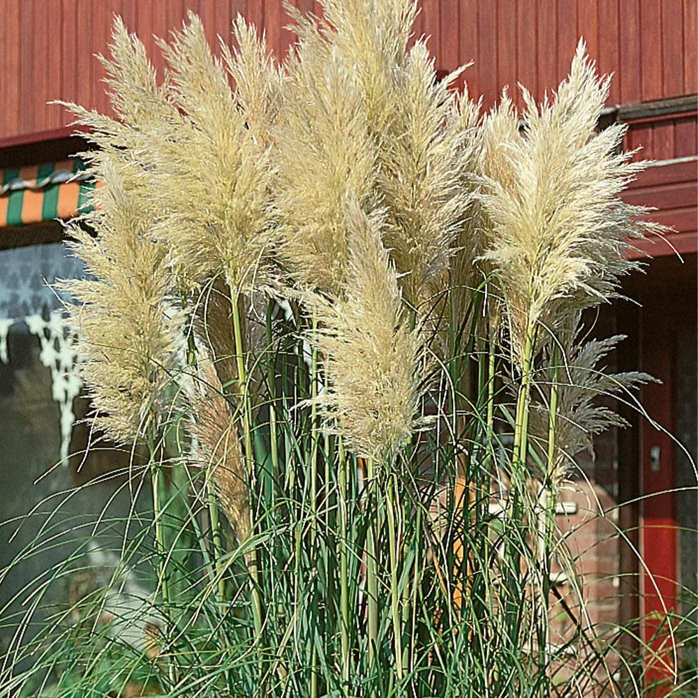 You Garden - 3 x Cortederia Selloana Pampas Grass in a 9cm Pot - Pamapas Grass for Gardens and Homes - Supplied as 3 x Established Plant in a 9cm Plant Pot