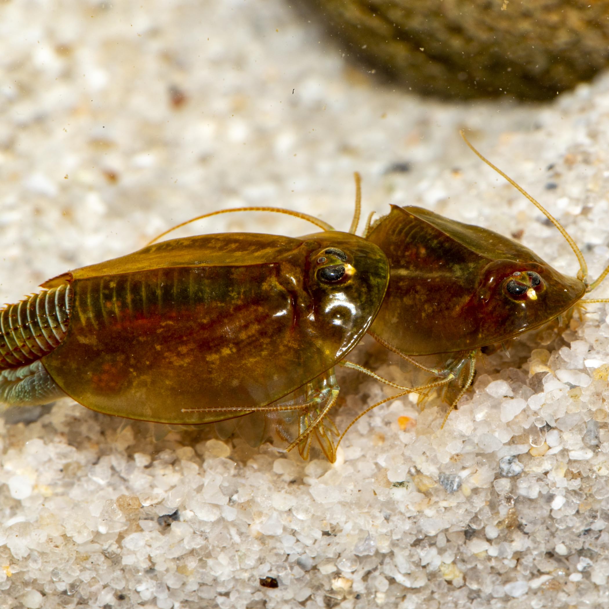Triops cancriformis Komplettset 6 Liter: Aquarium, Filter, Luftpumpe, Zubehör, Futter