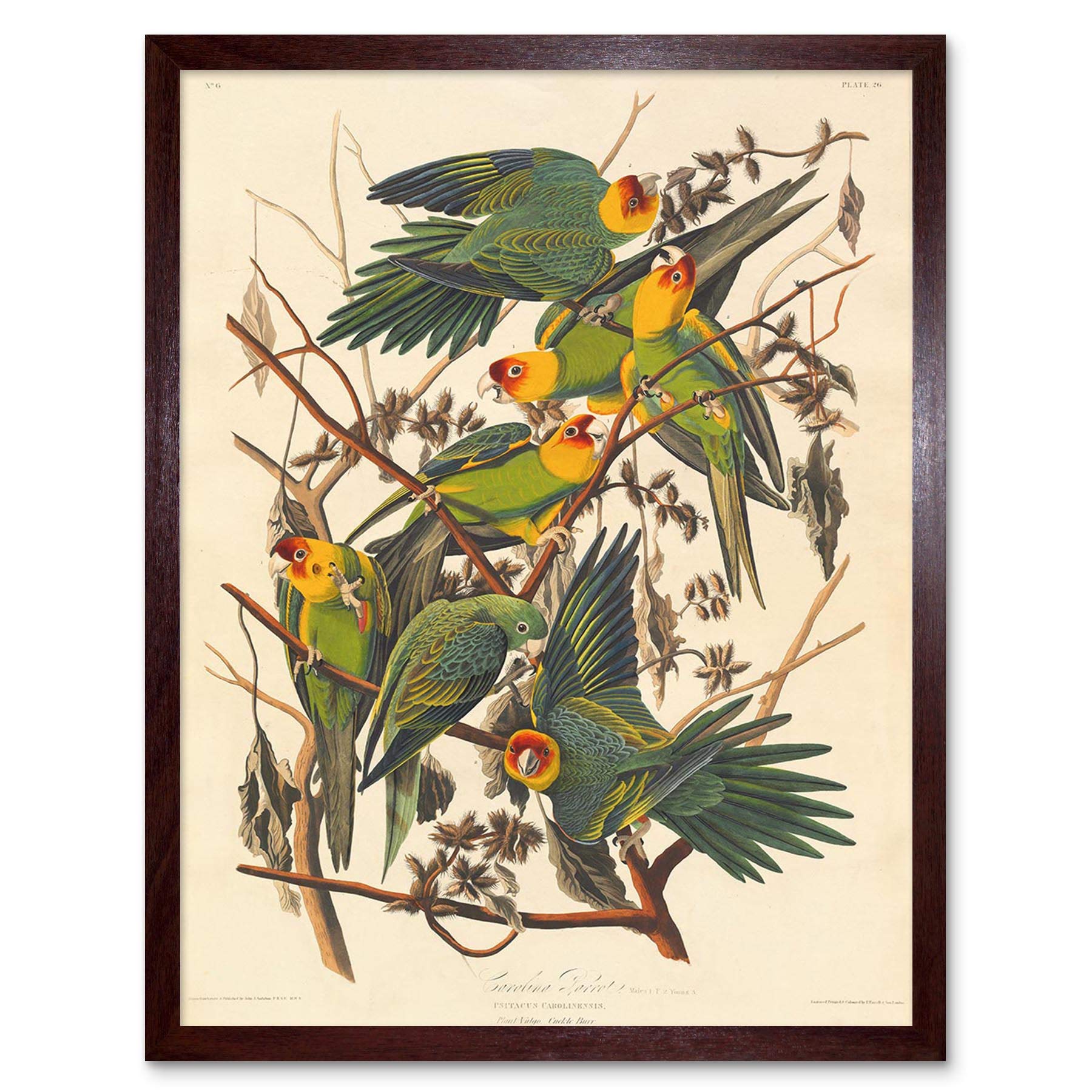 Wee Blue Coo Havell Audubon American Carolina Parrot Zoology Art Print Framed Poster Wall Decor 12X16 Inch
