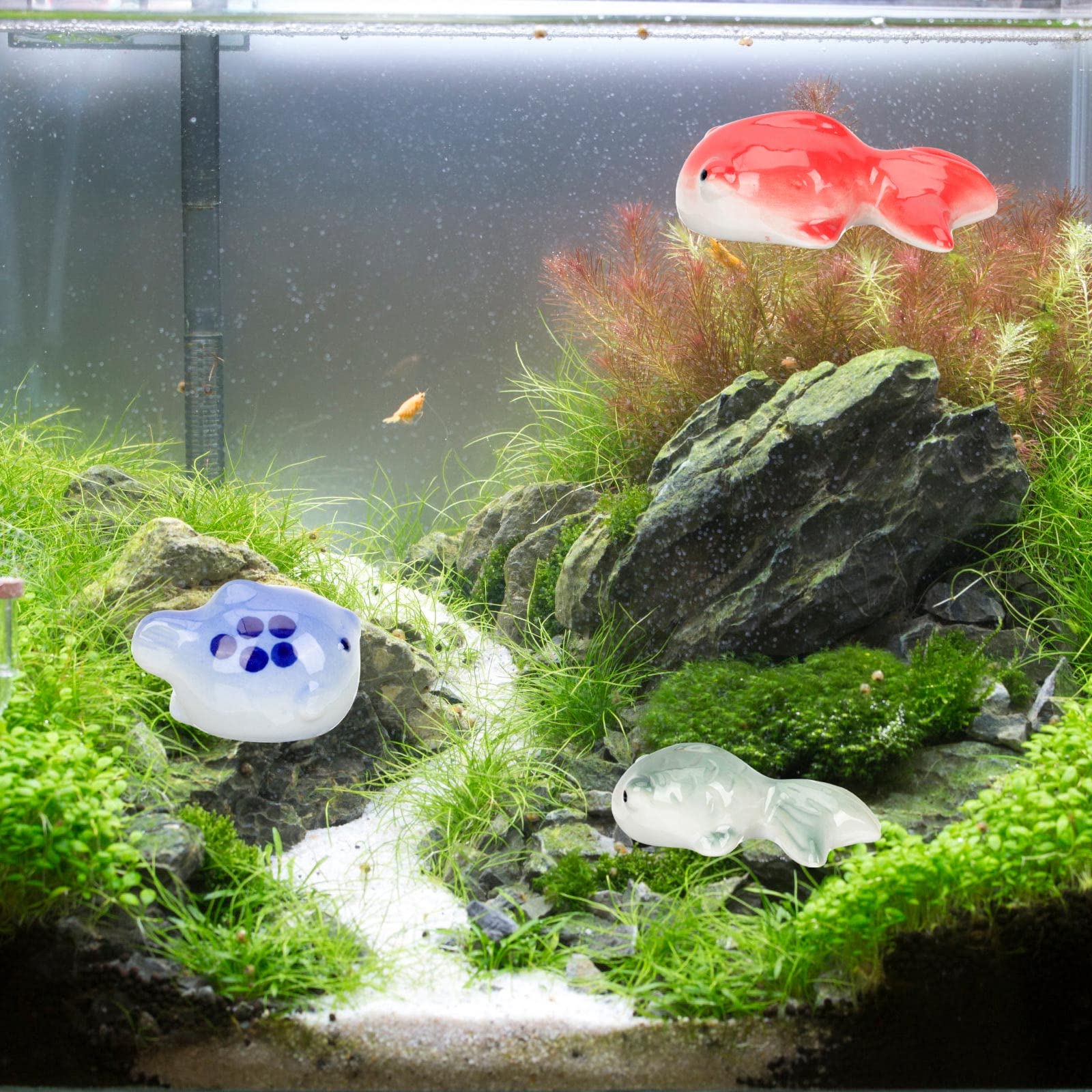 Goldfish Aquarium Design