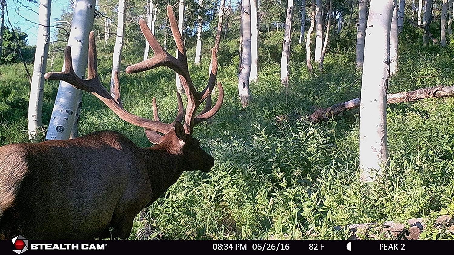 Review Stealth Cam GX Cellular Series 22MP 100FT Infrared Rang Remote Mobile App Camera