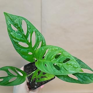 Monstera Adansonii – Swiss Cheese Plant Live Indoor Houseplant in 4” Nursery Pot – Easy Care Tropical Vine for Home or Office Décor