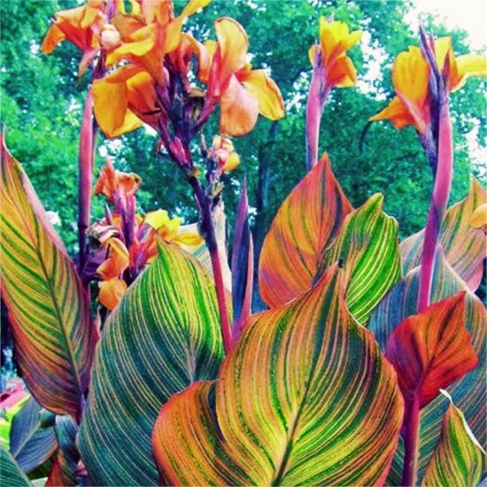Rare Canna Lily for Planting UK, Hardy Perennial, Excellent Display, Mix Greening Flower, Natural Organic, Wedding, Balcony Garden-5 Bulbs-E