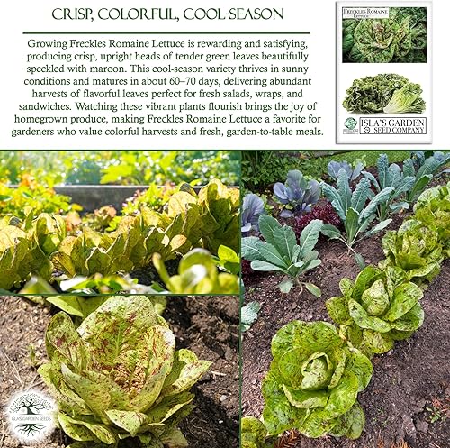 Miniatura 4 de Pecas semillas de lechuga romana, más de 1000 semillas tradicionales por paquete, semillas de jardín de Isla (semillas de jardín de Isla), semillas
