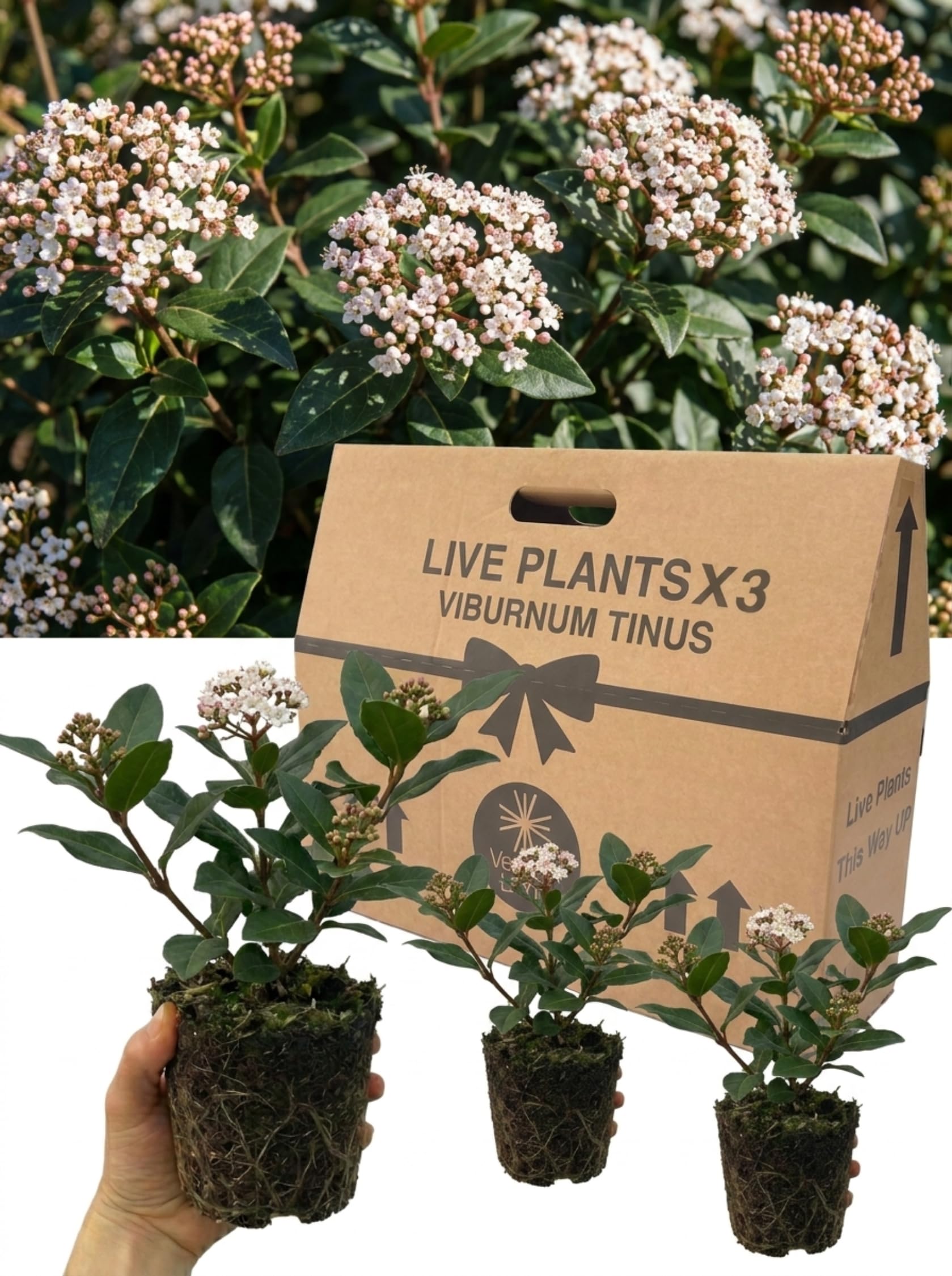 3 Viburnum Tinus Plants – Hardy Evergreen Shrubs for Garden, Hedging, Screening, Borders & Patio. 1L Root Ball. Winter Flowering, Bee Friendly, Low Maintenance, Fast Growing, Privacy Hedge Plants