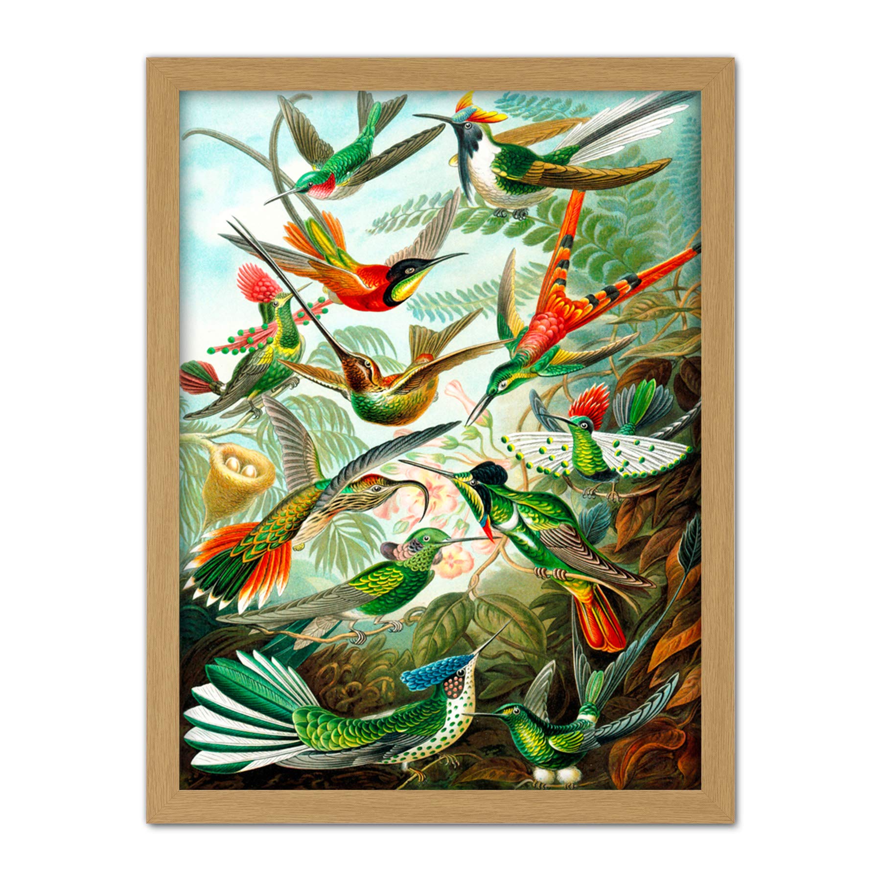 Wee Blue Coo Haeckel Plate 99 Hummingbirds Artwork Framed Wall Art Print 18X24 Inch