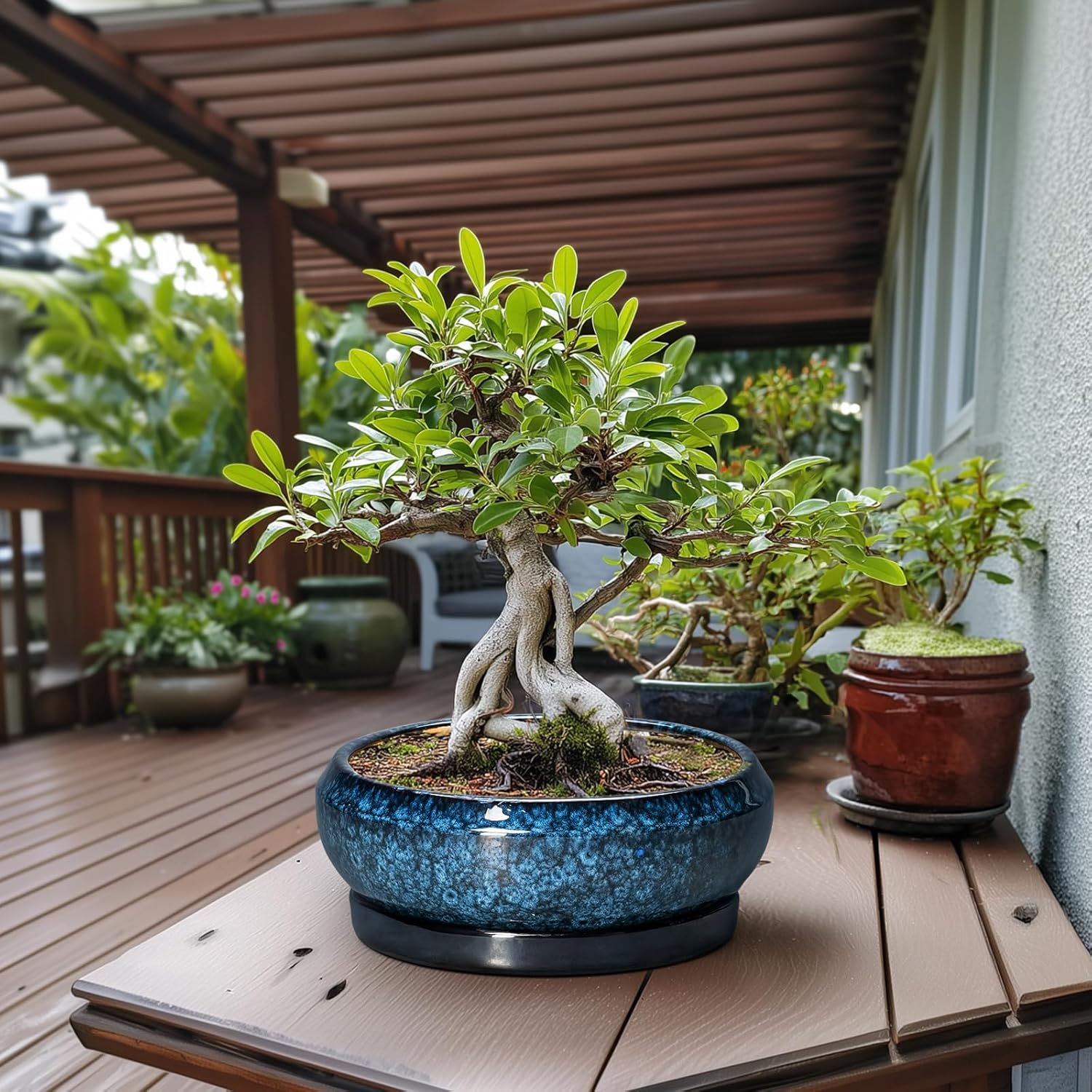 Bonsai Pots - 13 Inch Ceramic Succulent Pots for Indoor Outdoor, Large Succulent Planter with Drainage Hole and Saucer, Round Shallow Flower Planters, Porch Decor, Gardening Gifts, Blue