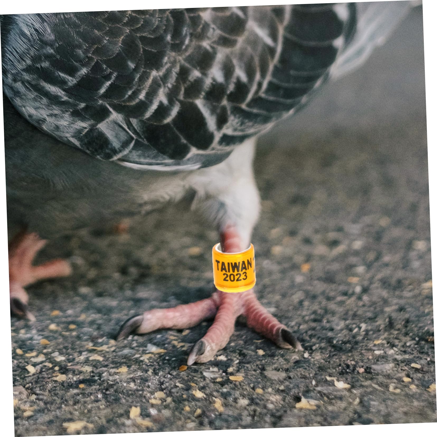 DOITOOL 400pezzi Anelli per Gambe di Piccione Fasce di Identificazione per Piccioni da Corsa Anelli Colorati per Uccelli Leggeri e Pratici Adatti per Pappagalli e Altri Volatili