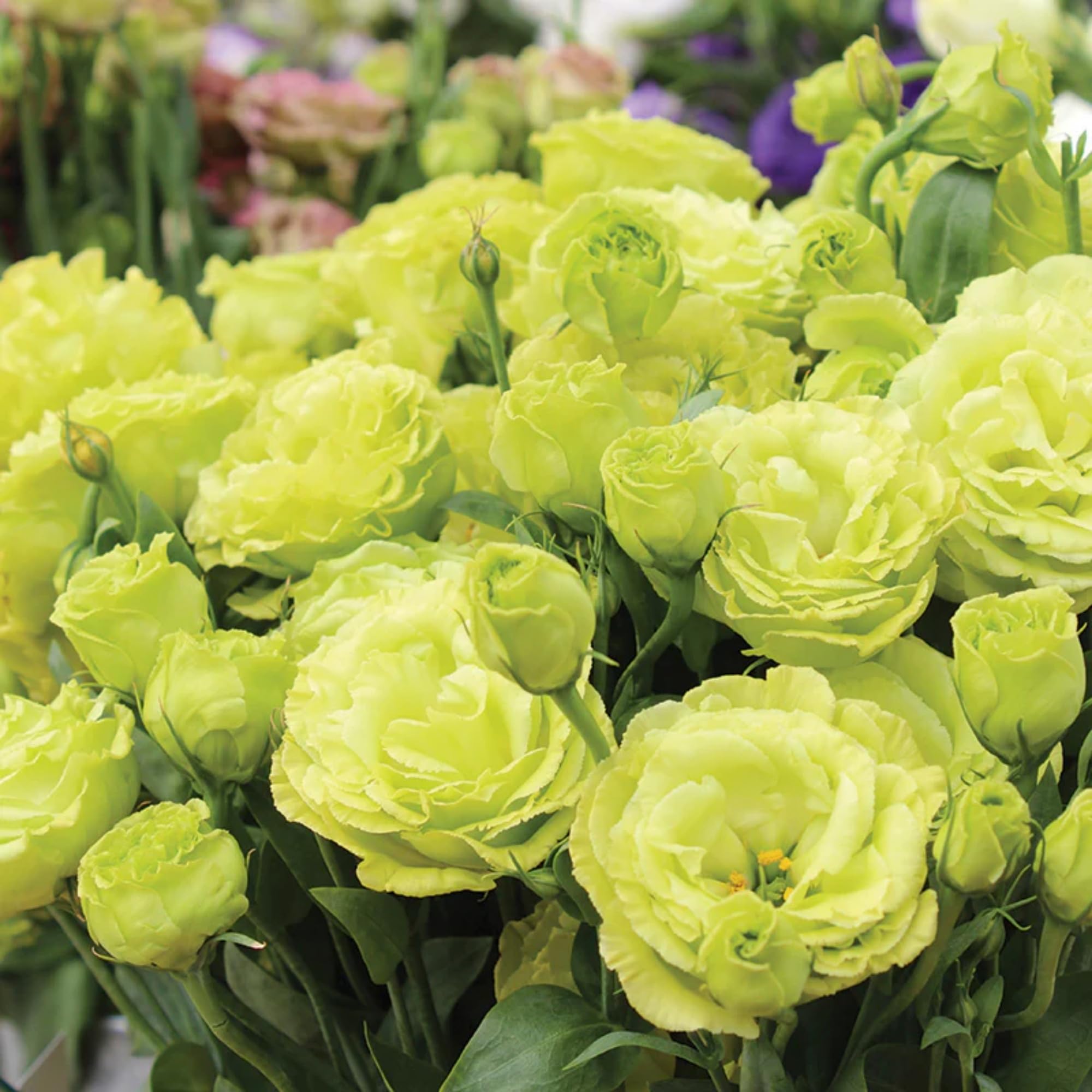 Lisianthus Seeds | Lisianthus Arosa Blue Picotee | Cut Flower Seeds