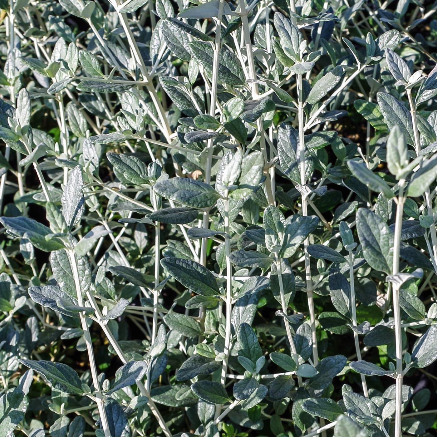 Teucrium fruticans, 10 piante alte 30/40 cm, vaso 8