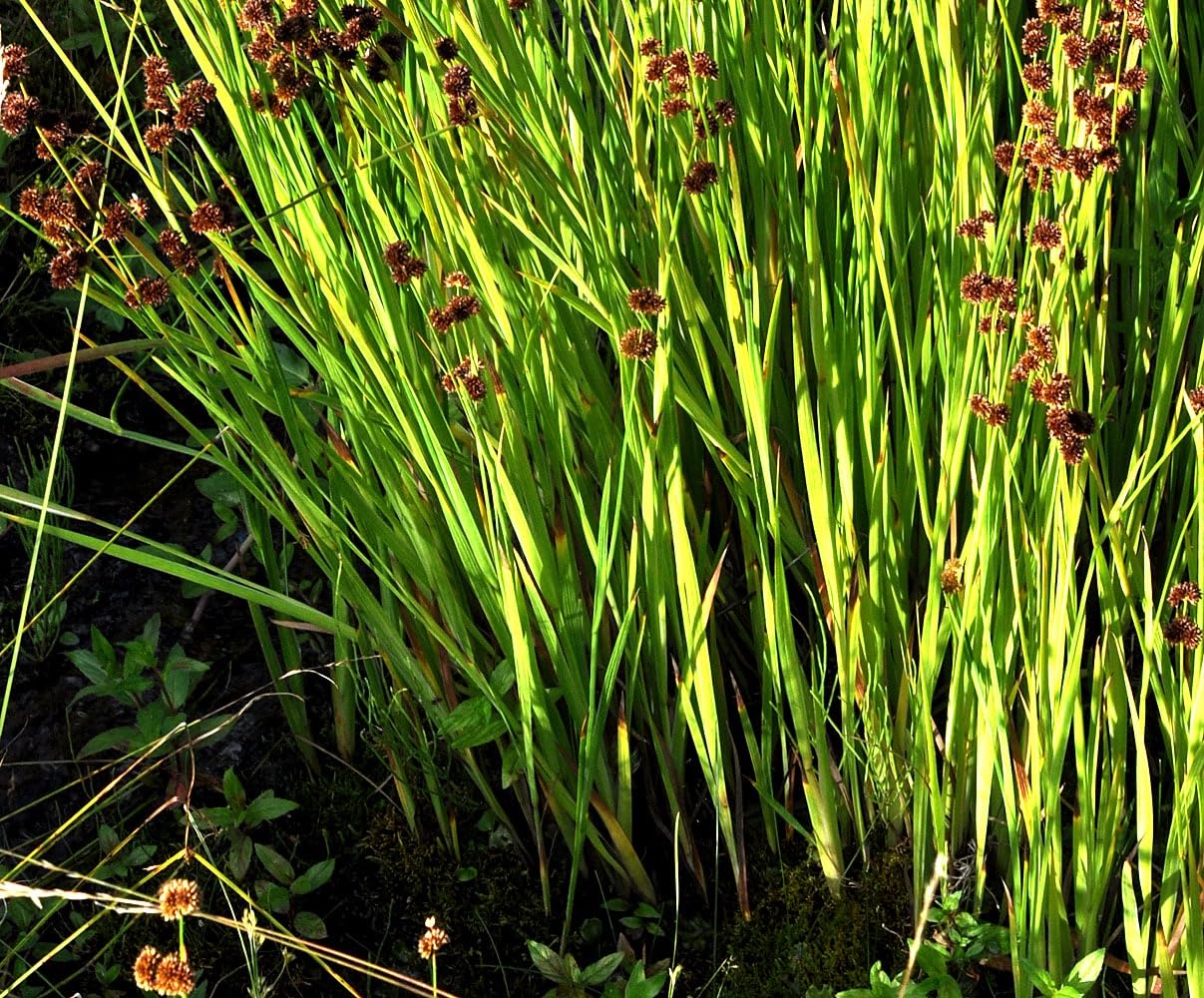 Stauden Gänge 10 x Juncus ensifolius Zwerg Binse winterhart