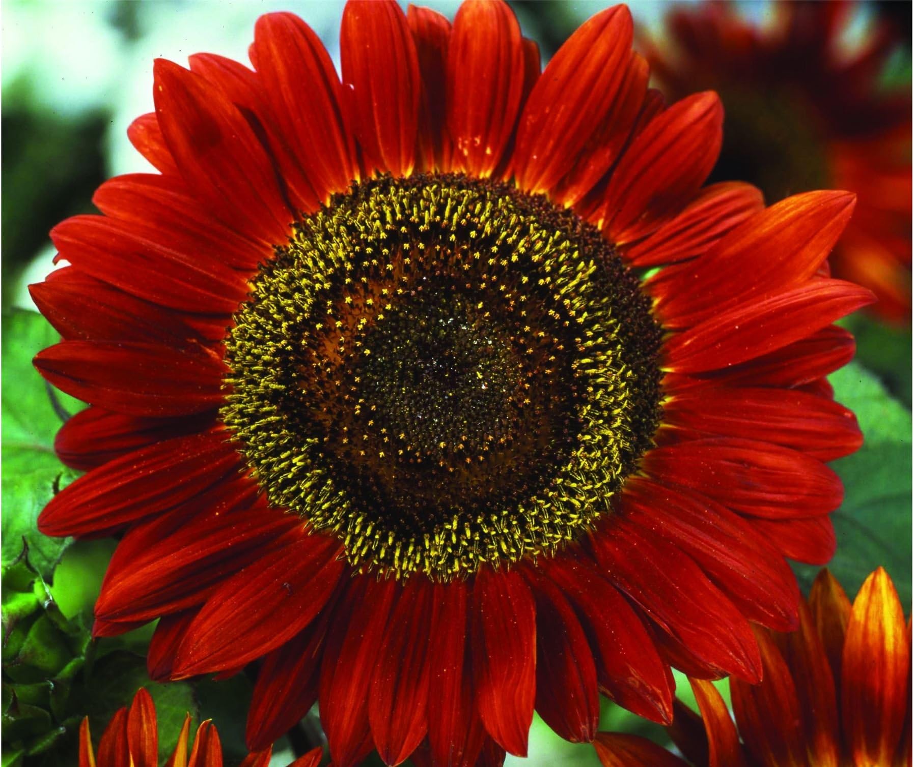 Flower - Kings Seed - Pictorial Packet - Sunflower - Red Sun - 25 Seed
