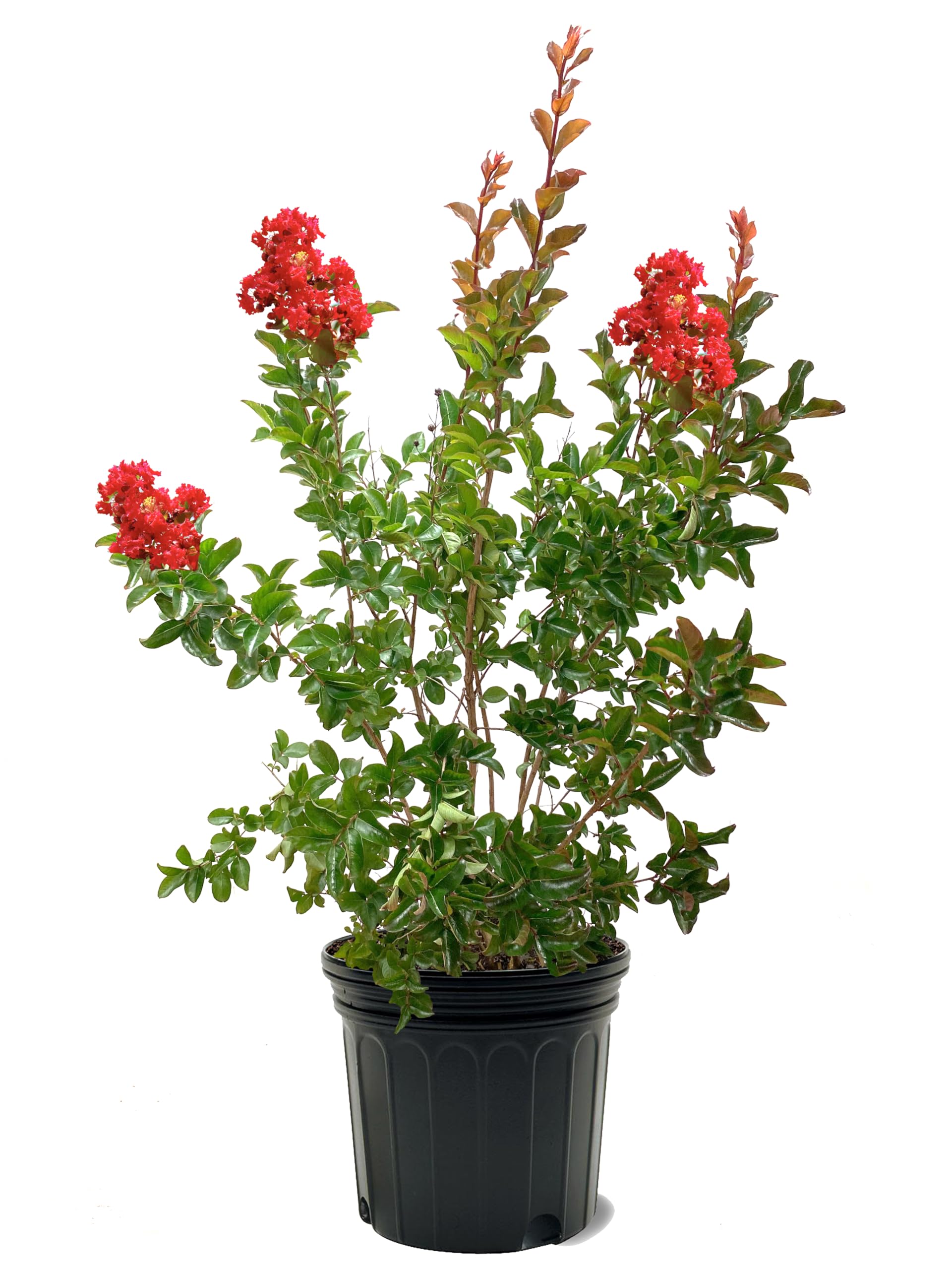 American Plant Exchange Miss Frances Crape Myrtle 7-Gallon